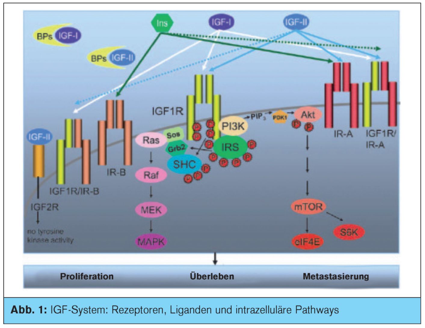 Igf System