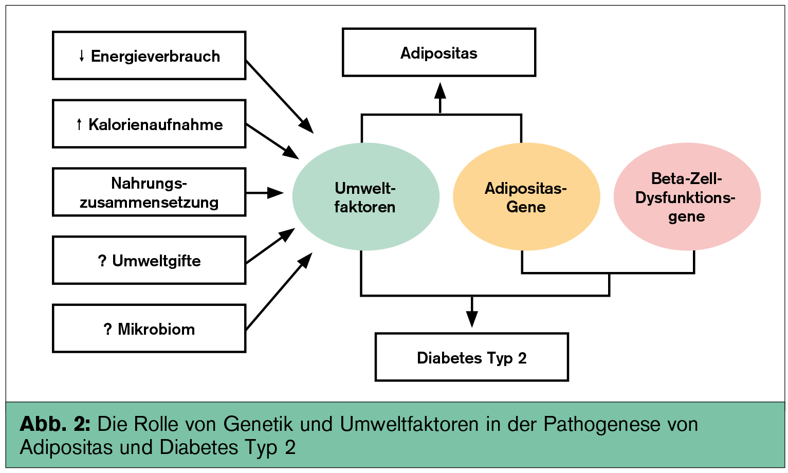 Die Beta-Zelle Bei Typ-2-Diabetes | Universum Innere Medizin | MedMedia